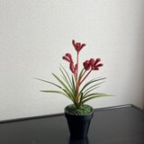 粘土の花カンガルーポー