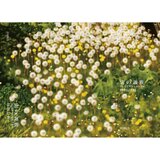 宙の親族 : 個展図録 ／ Relatives of the Sky : Exhibition Catalog