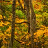 燃えたつ秋［13］【風景写真・おしゃれなポスターアート インテリア】【縦長】