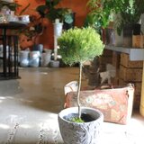 ちょっと大きなティーツリー の まあるい♡トピアリー ！鉢付 クリスマスにも！　ハーブ　アロマ