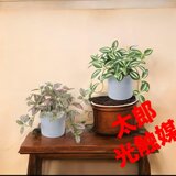 光触媒　人工観葉植物　ウォールグリーン　フェイクグリーン　トラディスとピポエス