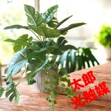 光触媒　人工観葉植物　ウォールグリーン　フェイクグリーン　モンステラとエンジェル