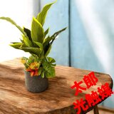 光触媒　人工観葉植物　ウォールグリーン　フェイクグリーン　デヘンとモンステラ