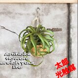 光触媒　人工観葉植物　ウォールグリーン　フェイクグリーン　壁掛けキセログラフィカ