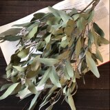 笹葉ユーカリ5本セット ユーカリのシンプルスワッグ秋冬収穫 素材用にも ドライフラワー 花材