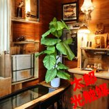 光触媒　人工観葉植物　ウォールグリーン　フェイクグリーン　ウンベラータ２本