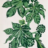 シルクスクリーン版画　ヤツデ