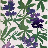 シルクスクリーン版画　ルピナス