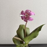 粘土の花　カタクリ