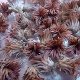 カシワの赤ちゃん帽子 20個