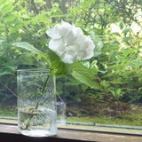 konoha花瓶～長め～