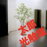光触媒　人工観葉植物　ウォールグリーン　フェイクグリーン　シマトネリコ