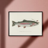 ニジマス 虹鱒 レインボートラウト ビンテージ ルアーフィッシング 釣り アウトドア ガレージ 雑貨 A4アートポスター
