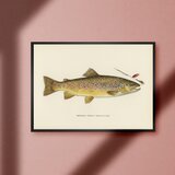 ブラウン 茶鱒 レインボートラウト ビンテージ ルアーフィッシング 釣り アウトドア ガレージ 雑貨 A4アートポスターのコピー