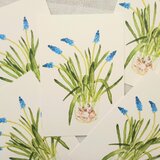 postcard　/　ムスカリ（2枚セット）