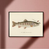ヤマメ 山女魚トラウト サクラマス ビンテージ ルアーフィッシング 釣り アウトドア ガレージ 雑貨 A4アートポスター