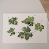 postcard 　/　アイビー（2枚組）