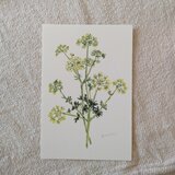 postcard　/　パセリの花（2枚組）