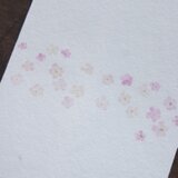 のし袋　桜
