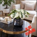 光触媒　人工観葉植物　ウォールグリーン　フェイクグリーン　モンステラ