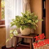 光触媒　人工観葉植物　ウォールグリーン　フェイクグリーン　ポトス