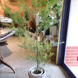 現物 花芽付き 大きな♡ミモザ アカシア　＜フィンブリアータ＞　ハーブ　アロマ