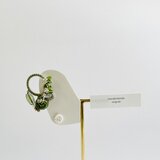 garden ーｶﾞｰﾃﾞﾝー ／大人なｲﾔｰｱｸｾｻﾘｰ／軽くて軽くて痛くなりにくい／SUS316L／e002ﾎﾜｲﾄｾｰｼﾞ