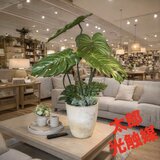 光触媒　人工観葉植物　ウォールグリーン　フェイクグリーン　バリ風特大モンステラ