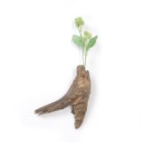 【温泉流木】天を目指す鳥の上質流木壁掛け一輪挿し 花器 花瓶 木製 流木インテリア