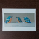 ポストカード(カワセミ)