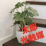 光触媒　人工観葉植物　ウォールグリーン　フェイクグリーン　モンステラポット