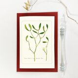 ヤドリギのカード＆レター