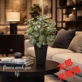 光触媒　人工観葉植物　ウォールグリーン　フェイクグリーン　フィットニア