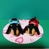 羊毛フェルト ミニチュアダックスフンド 2匹セット　ハートの下敷き付き