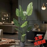 光触媒　人工観葉植物　ウォールグリーン　フェイクグリーン　オーガスタ