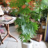 再入荷！ 現物 １点のみ　＜エバーフレッシュ＞　ネムノキ