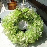 紫陽花リース  ライトグリーン