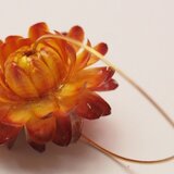 リアルフラワーのフープピアス（秋こっくり色）