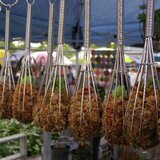 ホイッパー多肉＊２コセット