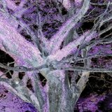 SHANGRI-LA　sun and moon