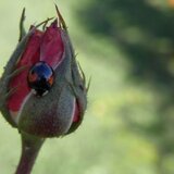 【額付写真】Marienkäfer