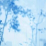 Curtain_02 / 青いカーテンのアリス