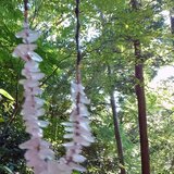 やわらかな夢　ネックレス