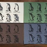 ペンギン６種ポストカード