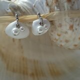 天然シェルとパールのピアス　貝殻9