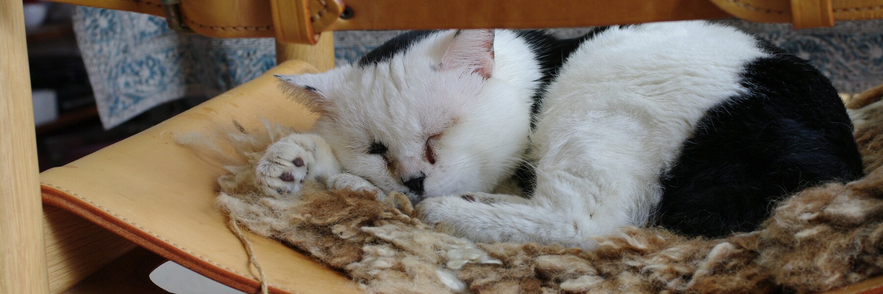 ひつじカフェ
