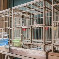木と竹の鳥かご サイズオーダー可能です Iichi ハンドメイド クラフト作品 手仕事品の通販 木と竹の鳥かご サイズオーダー可能です Iichi ハンドメイド クラフト作品 手仕事品の通販