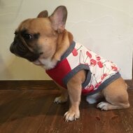 犬服ハンドメイド　タンクトップ(さくら桜。) NEW】 スヌード 桜 【ベージュ×金】 たれ耳わんこ ドッグウェア