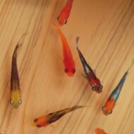 金魚アート 3D金魚 「祭」純日本製 東濃桧 プレゼント 贈り物 誕生日 