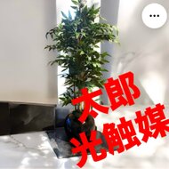 光触媒　人工観葉植物　フェイクグリーン　イタリアンベンジャミン12360 image_1.jpg